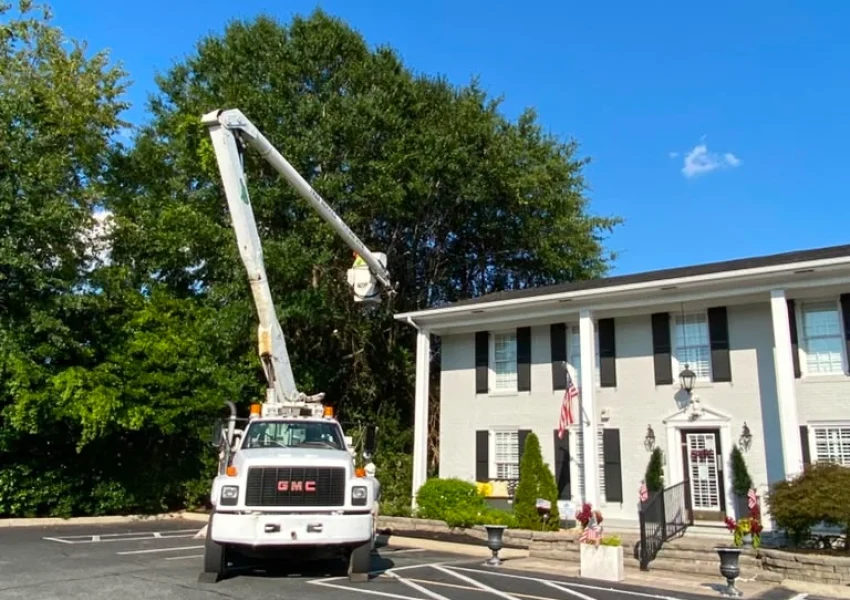 Tree services 17-08-26 (1)