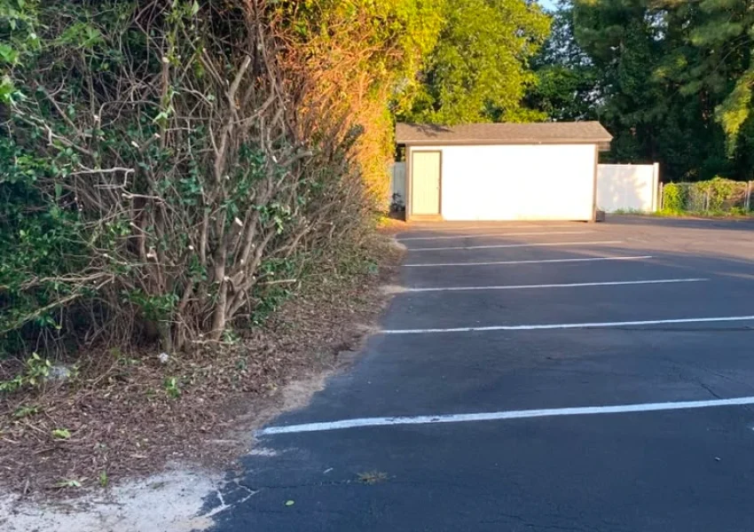 Tree services 17-08-26 (4)