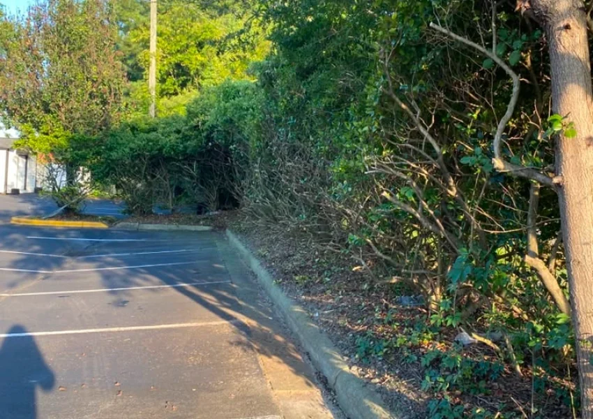 Tree services 17-08-26 (5)