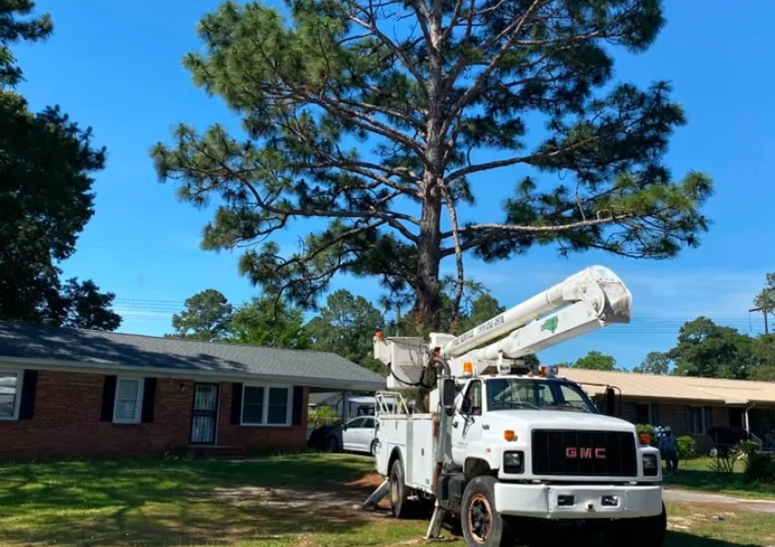 Tree services 19-6-26 (4)